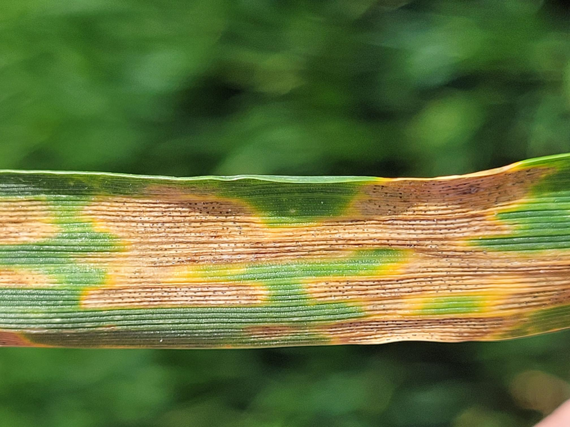 Photographie de la septoriose sur le blé