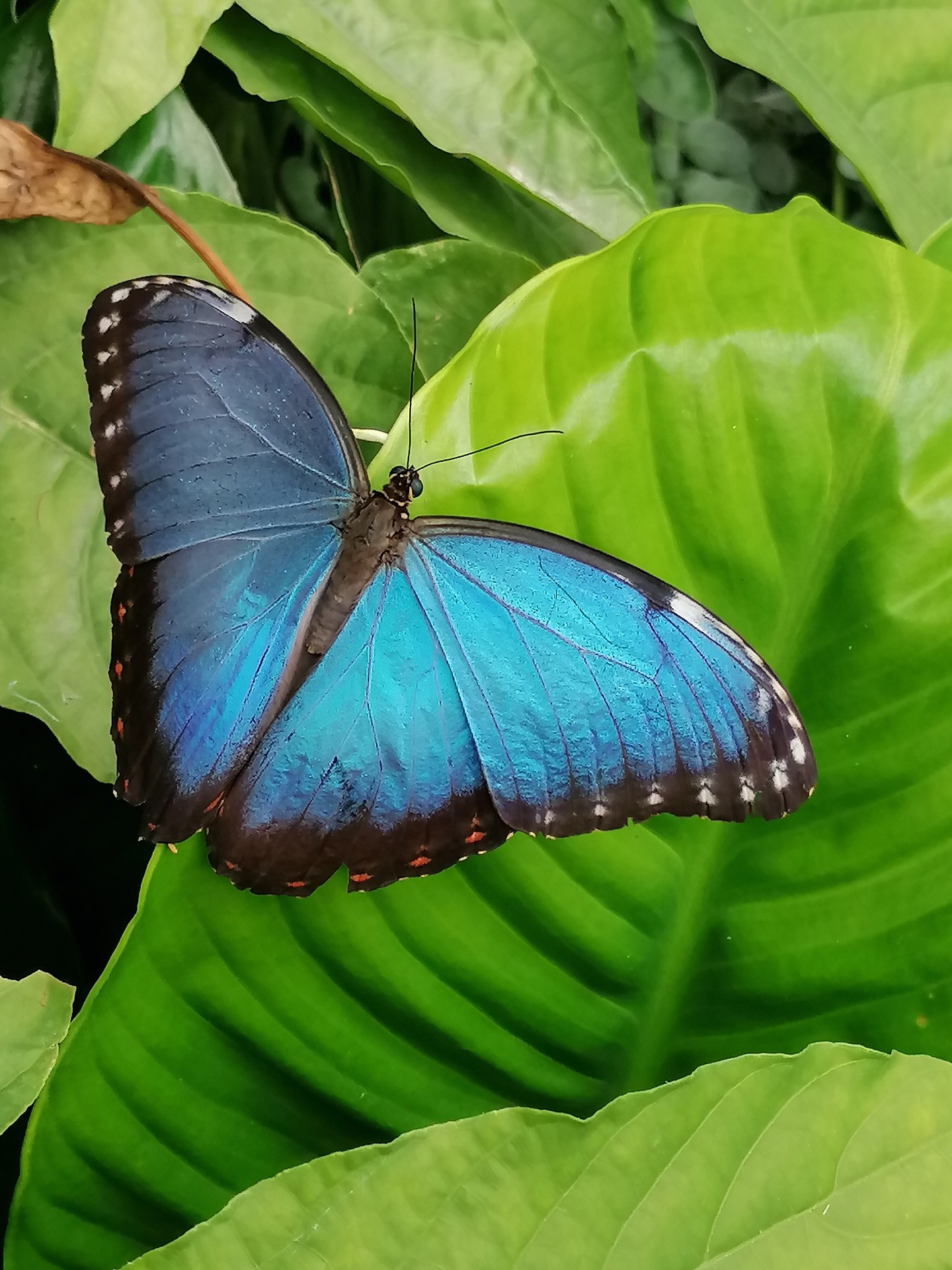 papillon-morpho