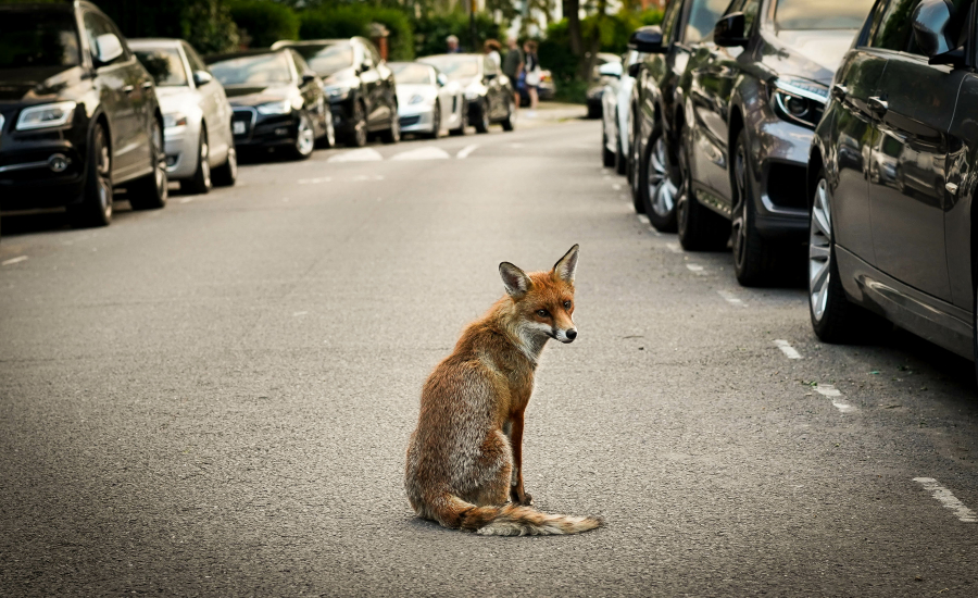 Animaux en ville - Ville de Hem